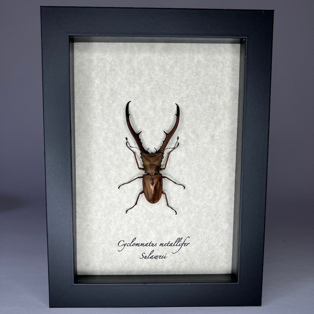 Real Framed exotic Cyclommatus metallifer beetle